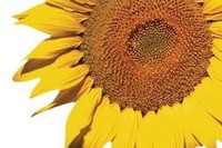 33192f20343cfb55fcf2e5e7fdecc47b8f600162